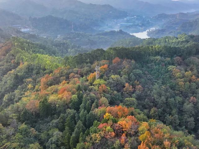 冬日暖陽下的龍泉山彩林，太出片