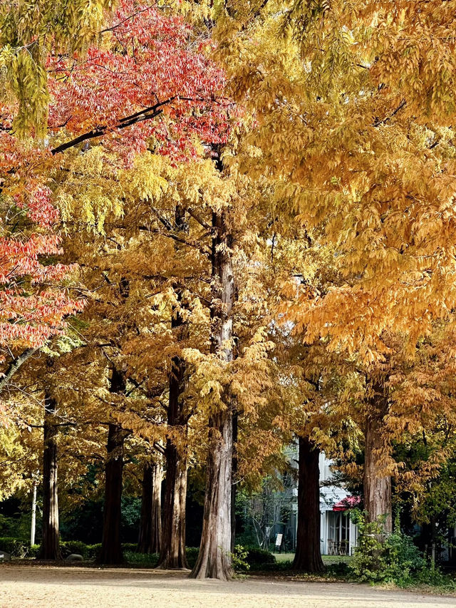 靜謐與綠意：靭公園的悠然時光