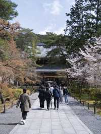 【京都×桜】禅寺の最高格式のお寺で堪能する桜🌸※周辺桜情報付き