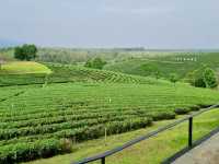 차의 향기와 자연의 아름다움을 만끽하다, Choui Fong Tea Plantation