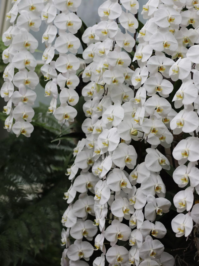 Singapore Botanic Gardens: A Serene Escape into Nature