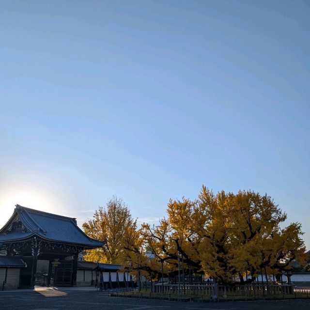 🇯🇵京都「西本願寺 東本願寺」銀杏盛開實況！穿越時空的寧靜之美