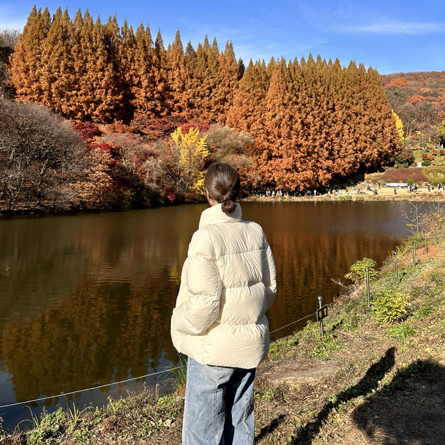 웅장한 메타세콰이어와 함께한 단풍놀이 외대 용인캠퍼스🍁