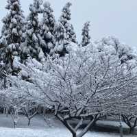 南湖公園：冬日仙境 ❄️🏞️