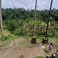 UBUD Rice Terrace - A must Visit 