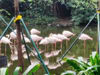 廣州動物園一遊。