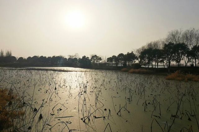 水杉變紅如火如荼~~青西郊野公園