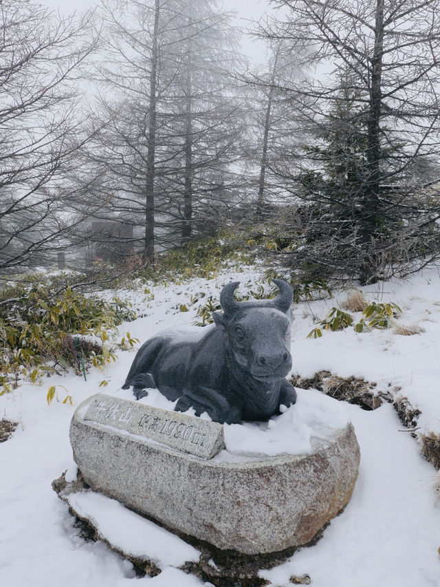 長野冬季限定｜在美原高原看雪景與星空