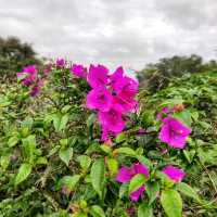 🇲🇾 Blooming Beauty: A Vibrant Floral Display at Taman Tasik Cyberjaya