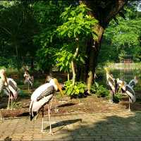 Relaxing Walk thru Animal Jungle at Zoo Negara