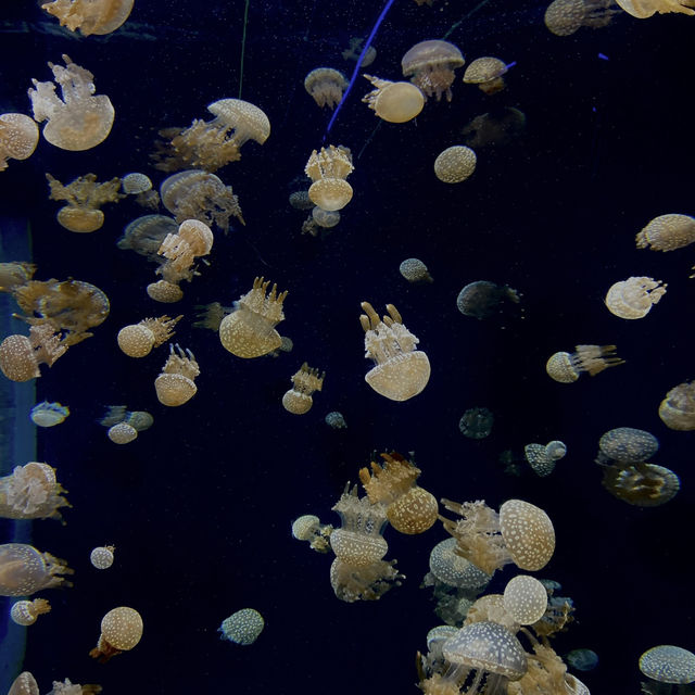 Amazing aquarium in Singapore 🇸🇬 