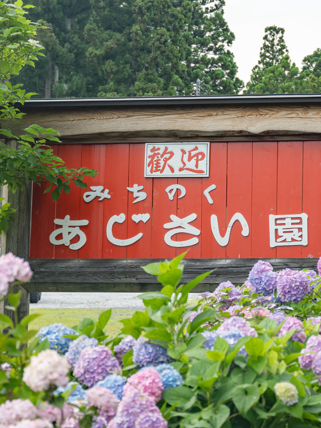 【期間限定】一度は見たい季節の絶景💠日本最大級のあじさい園🌧️ 