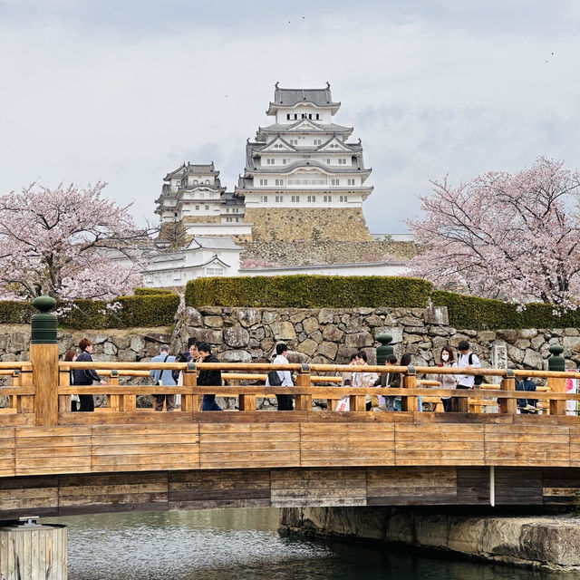 Sakura Magic at Himeji Castle