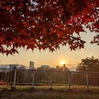 盛岡城跡的紅葉與日出，紐時評選必訪的城市第二名