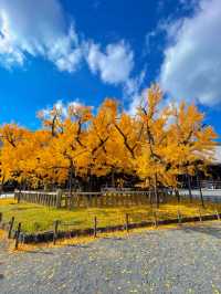 京都の世界遺産・重要文化財の宝庫🥰西本願寺💛🍁大銀杏も見事🥹🍁💛