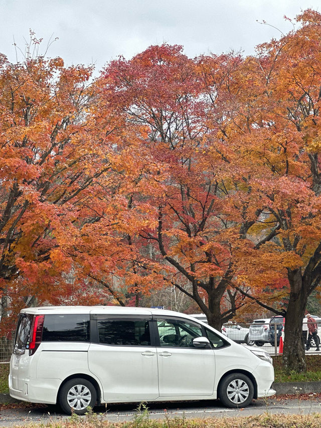 🍁 紅葉が織りなす秋の楽園：軽井沢の紅葉 🍂  