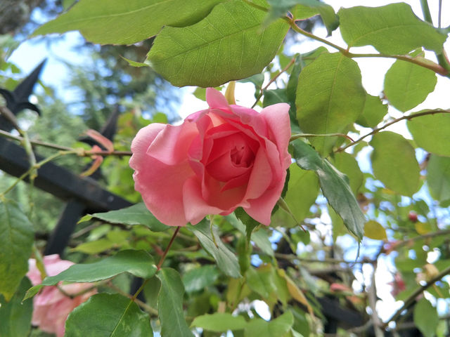 Blooming Beauty in Lijiang