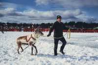 Reindeer appear, not just at Christmas.