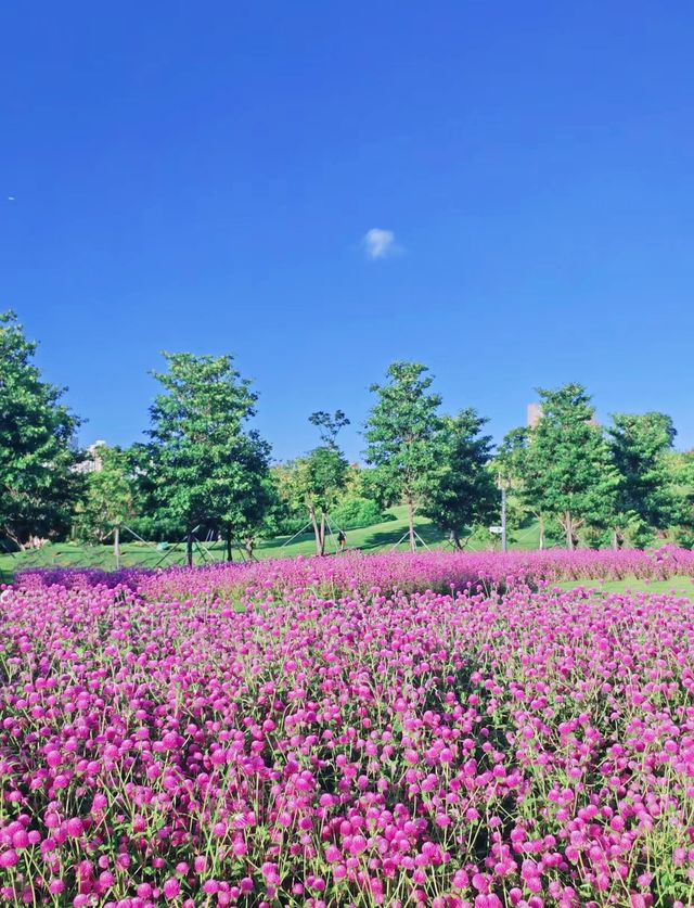 深圳桂湾公園又換新花花啦|附最快路線