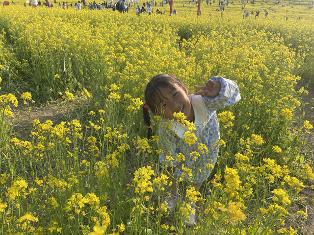 這油菜花也太美了吧！