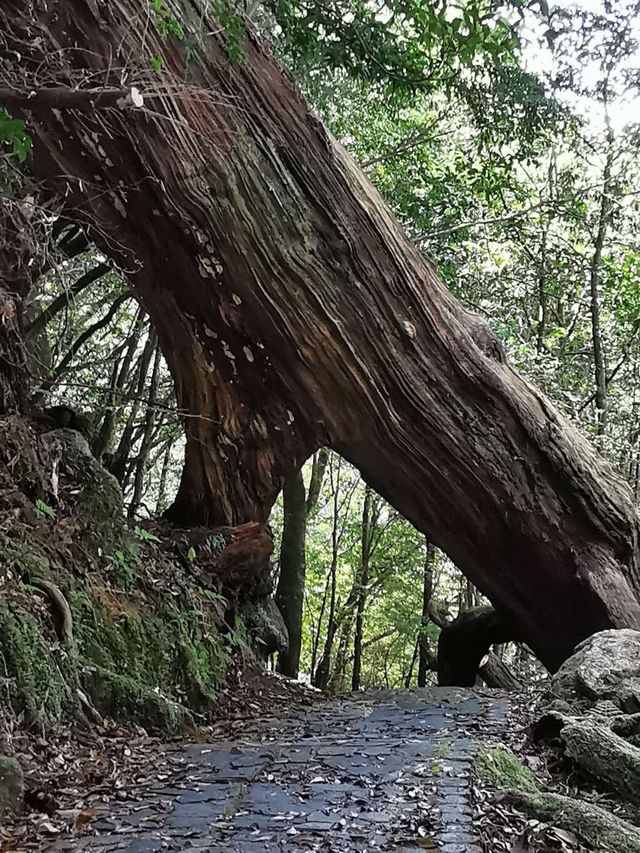 世界遺產 小眾秘境——日本霧久島