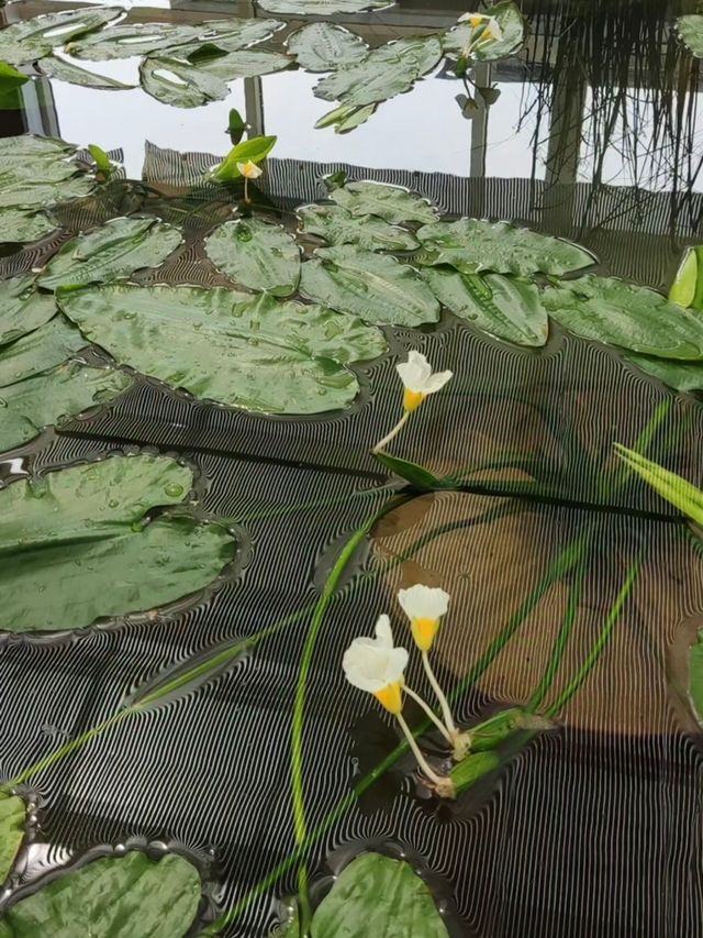 武漢仙境 | 武漢植物園，邂逅自然之美。