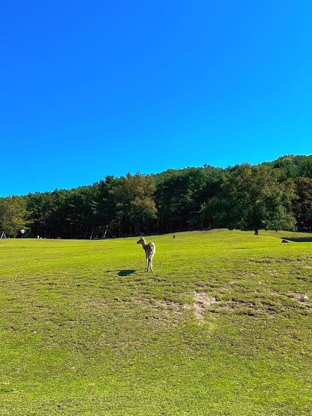 哈爾濱伊春/帶你走進大自然，遠離城市喧囂。