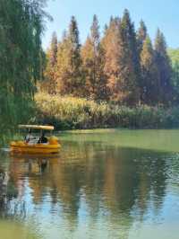 湖北襄陽月亮灣公園｜晚秋賞紅杉的高光時刻。