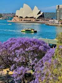 Chasing Jacarandas in Sydney