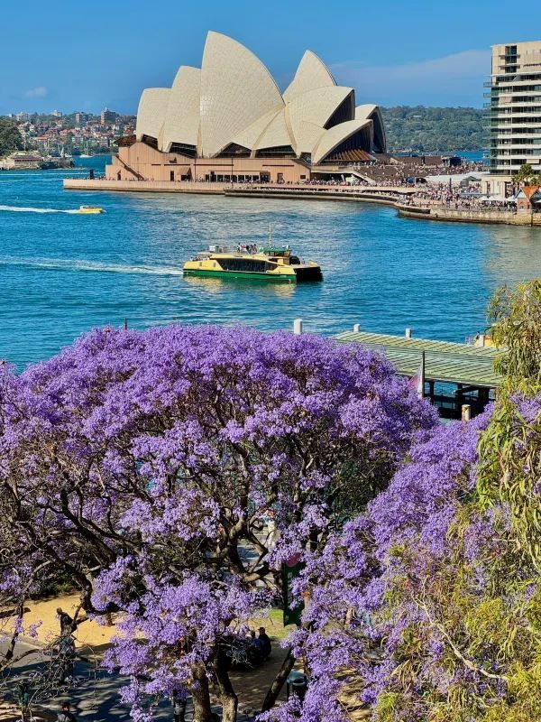 Chasing Jacarandas in Sydney