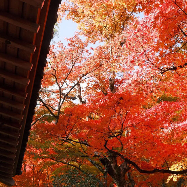 京都 ｜紅葉濃度最盛 絕美的嵐山路線