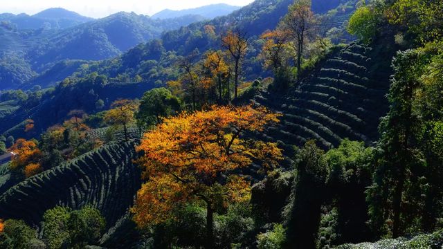 秋天在杭州怎麼賞景