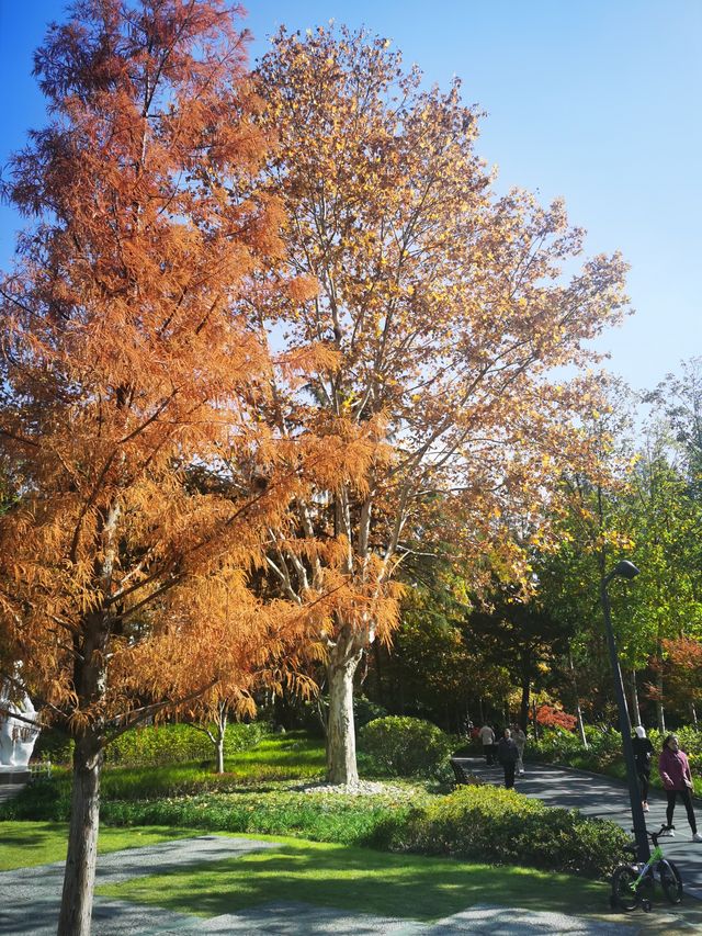 漫步城市林間秋色~和平公園