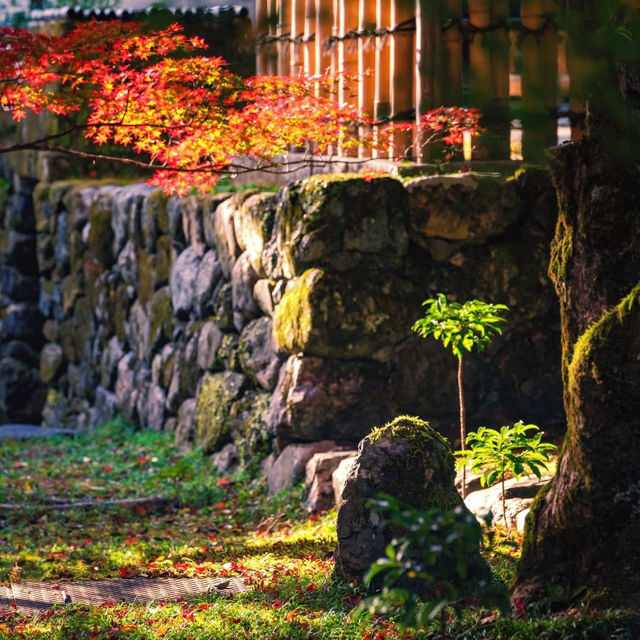 京都西芳寺：禪意深遠的幽靜花園