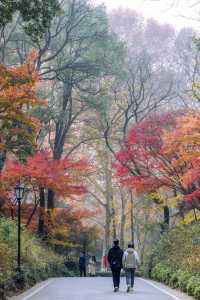 中山植物園紅楓崗，紅橙黃綠正美