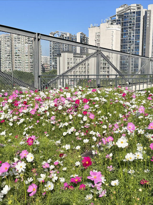 在廣州！被天台這片格桑花花海治癒了（附路線