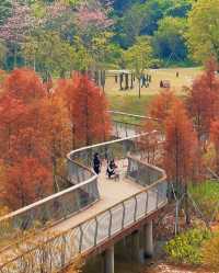 深圳頭陂公園，落羽杉紅透的小眾仙境