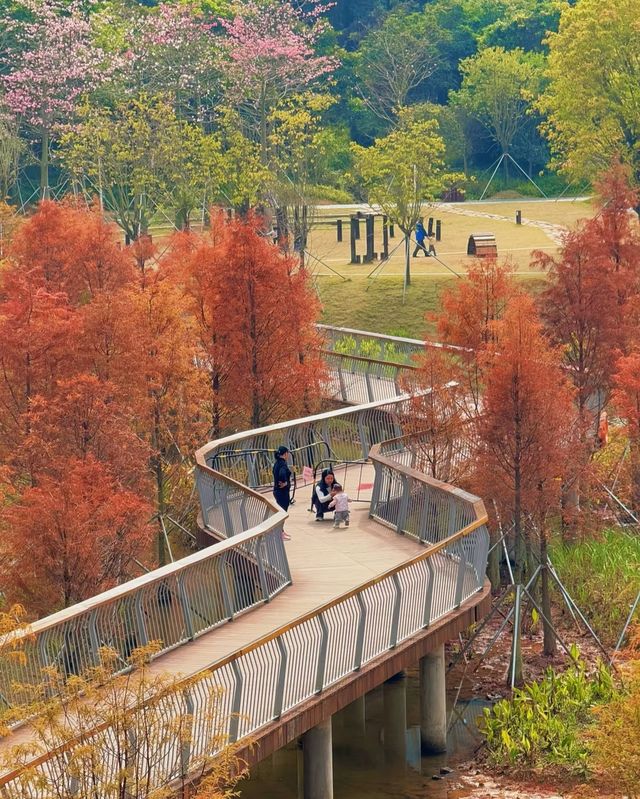 深圳頭陂公園，落羽杉紅透的小眾仙境