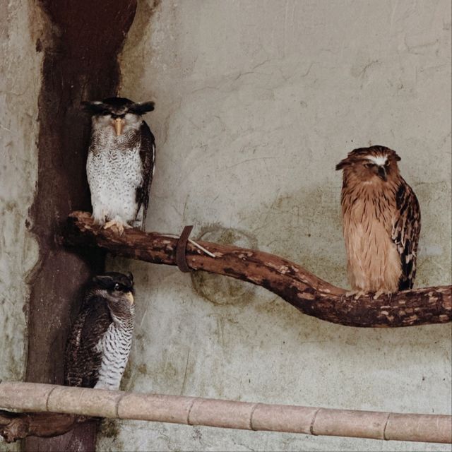 KL Bird Park, Kuala Lumpur