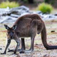 Kangaroo Island: Nature's Wonderland 🏝️🦘