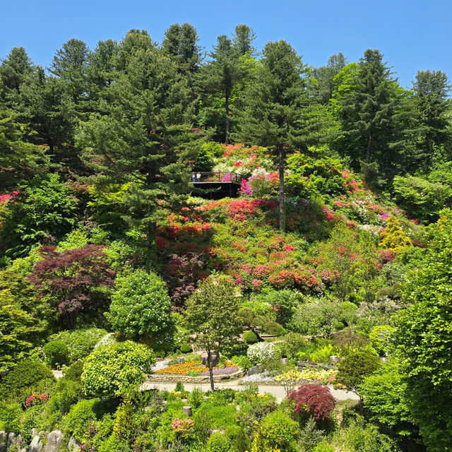 Nature’s Masterpiece: The Enchanting Garden of Morning Calm