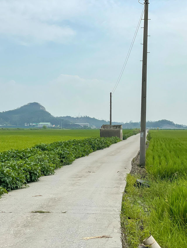 군산의 비밀스러운 메타세콰이어 군락 포토존 ‘옥녀교차로’