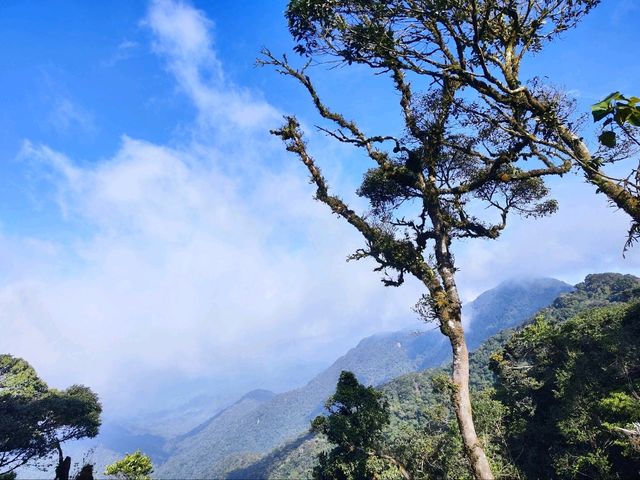 Exploring the Enchanting Mossy Forest in Cameron Highlands 🌿✨