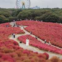 Let Nature’s Colour Paint Your Soul! -Hitachi Seaside Park