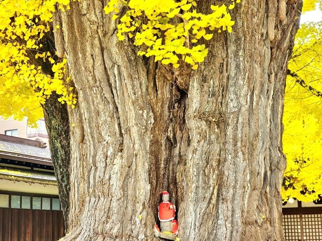 高山國分寺 金黃的千年銀杏