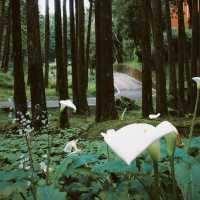 Alishan National Forest Recreation Area