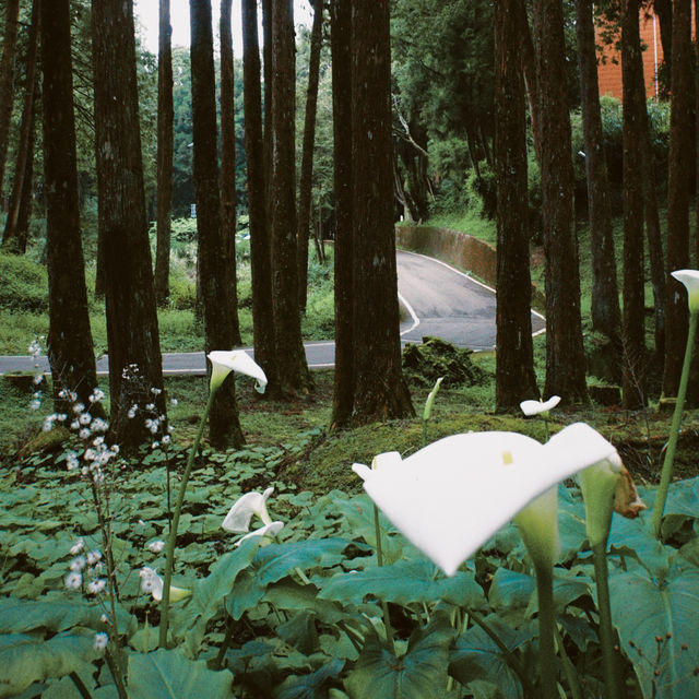 Alishan National Forest Recreation Area