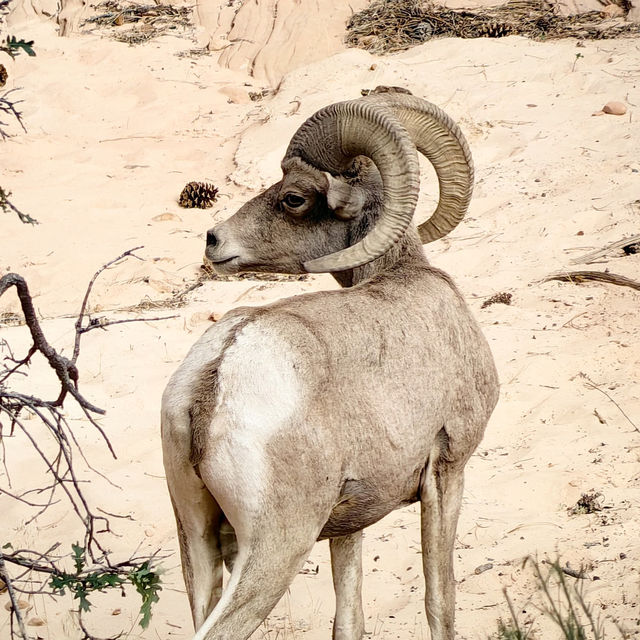 Top tips for wildlife sighting in Zion National Park 🇺🇸