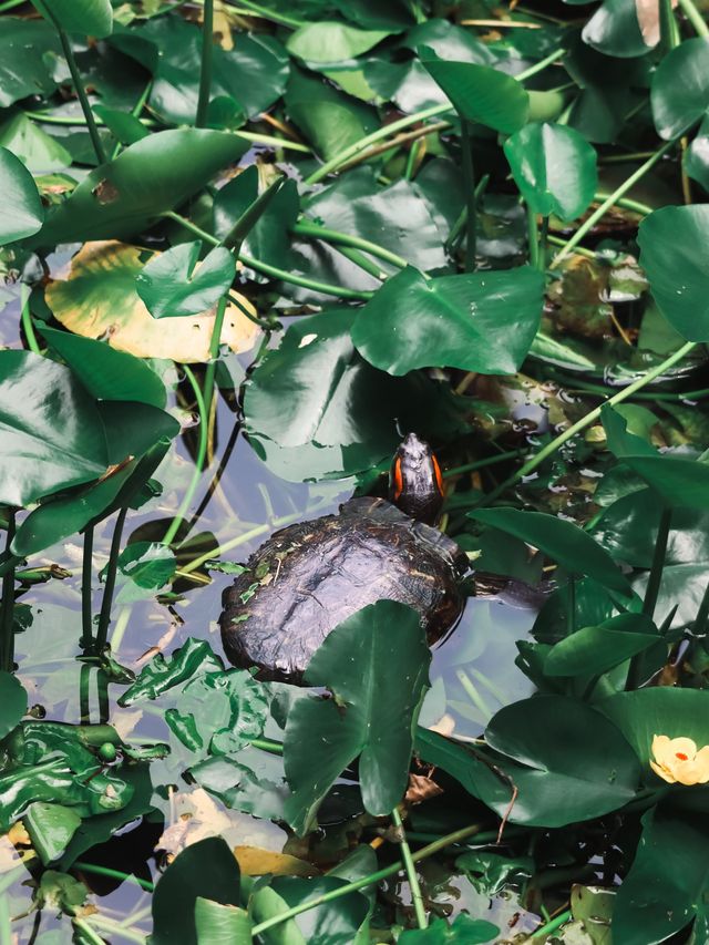 Green Ponds and Lily Pads in Wuxi🍃🌳🛶