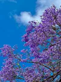 Chasing Jacarandas in Sydney